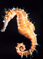 sea horse